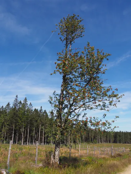 Signal de Botrange (België)